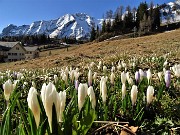 07 Fioritura di Crocus Vernus alla partenza a San Simone (1700 m)